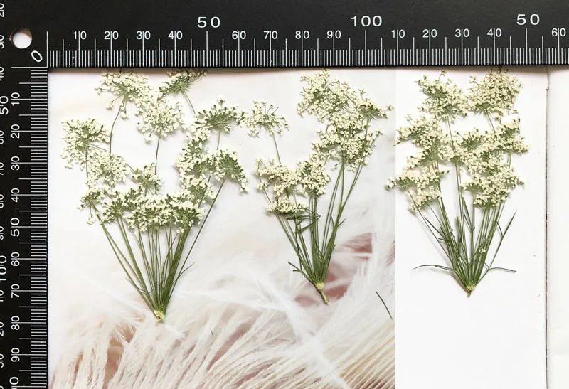 5–7 cm/12 Stück, kleine Schnee – Baby Breath Dried Bewertung und Preis